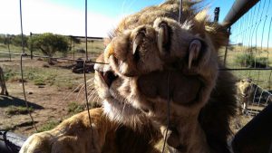 Femke Fatale in South Africa